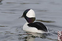 Male Bufflehead