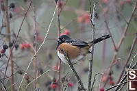 Spotted Towhee