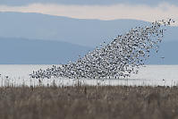 Wedge Of Snow Geese