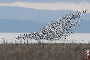 Wedge Of Snow Geese