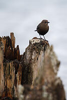 Brewers Blackbird Female
