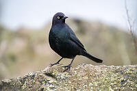 Brewers Blackbird