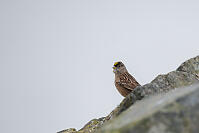 Golden Crown Sparrow On Rock