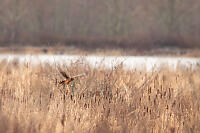 Harrier Lifting Out Of Rushes