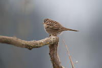 Over The Shoulder Sparrow