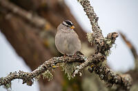 White Crowned Sparrow On Branch