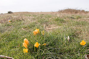 Crocuses Growing In The Field