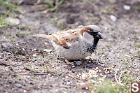 Male House Sparrow