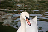 Mute Swan