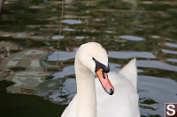 Mute Swan