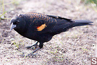 Red Wing Black Bird Looking For Seed