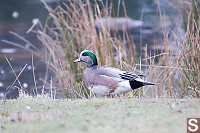 American Wigeon