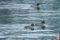 Female Common Goldeneye