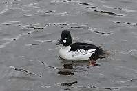 Common Goldeneye Male