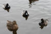 Greater Scaup