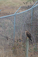 Harrier On Fence Post