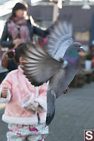 Pigeon Flying Away