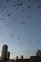 Crows Pouring From A Construction Site
