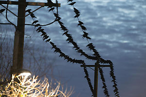 Crows Tipping On Power Wires