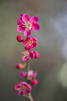 Plum Blossums