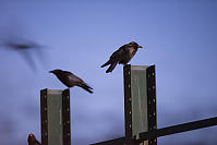 Two Crows On Steel Beams