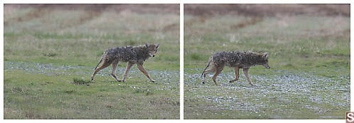 Coyote Walking By
