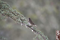 Song Sparrow On Evergreen Branch