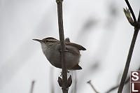 Banded Marsh Wren