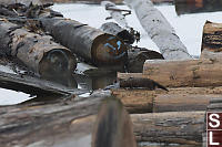 Mink On Log Boom