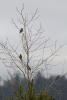 Northern Flickers In Tree