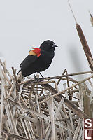 Red Winged Blackbird In Bulrush