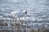 Snow Goose Looking For Food