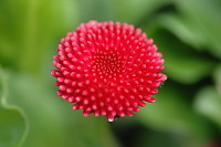 Red Flower