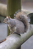 eastern gray squirrel