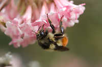 Bee On AFlower