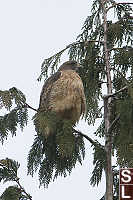 Hawk Puffed Up