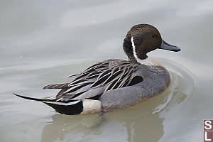 Northern Pintail With AWet Head