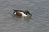 Northern Shoveler