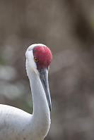 Sandhill Crane Front