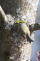 Golden Crowned Kinglet Back