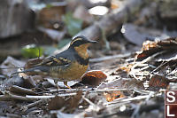 Variable Thrush In Leaf Litter