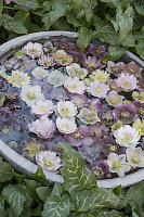 Bowl Of Cut Flowers