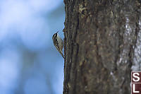 Brown Creeper