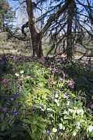 Hellebore In Sun