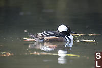 Hooded Merganzer Backlit