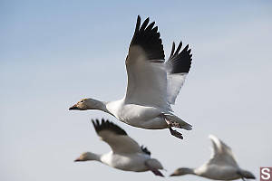 Snow Geese Taking Flight