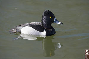 Ring Necked Duck