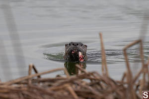 River Otter Spotted Me