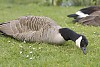 canada goose