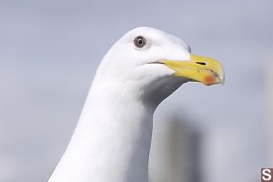 Sea Gull